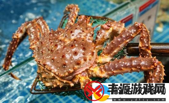 今年帝王蟹的价格一点也不帝王