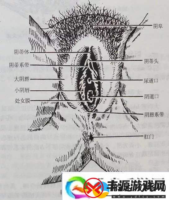 内容丰富大荫蒂BBBBBB大荫蒂-点亮未来之路