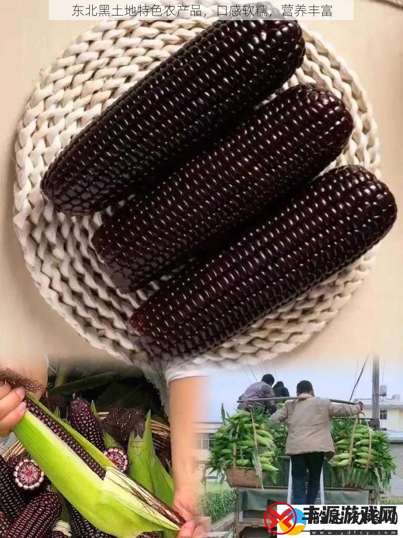 东北黑土地特色农产品-口感软糯-营养丰富