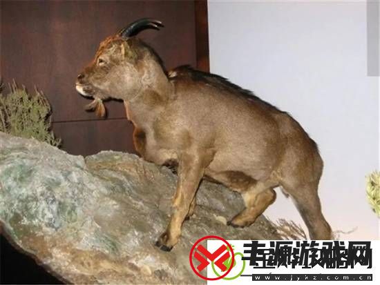 独特的“冷血山羊”长着一张人脸