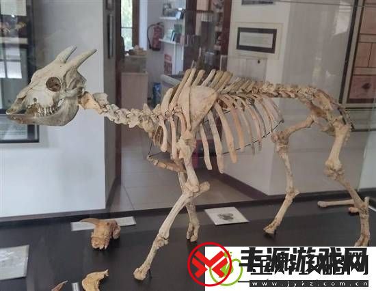 独特的“冷血山羊”长着一张人脸