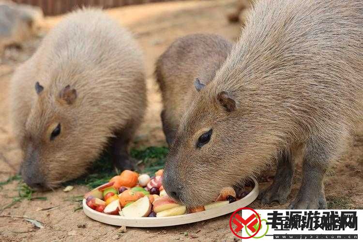 腹黑师兄的日常肉食动物不食草:探秘其独特行为与内心世界