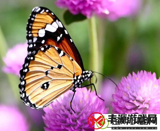 花蝴蝶免费看片大全-网友:看这儿就对了!