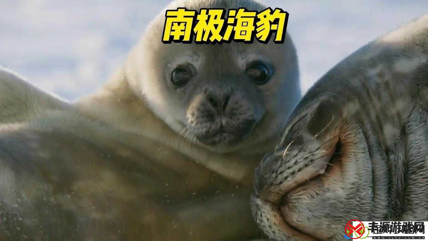 吸血鬼幸存者中海豹角色解锁攻略-资源管理技巧与高效利用策略以避免浪费