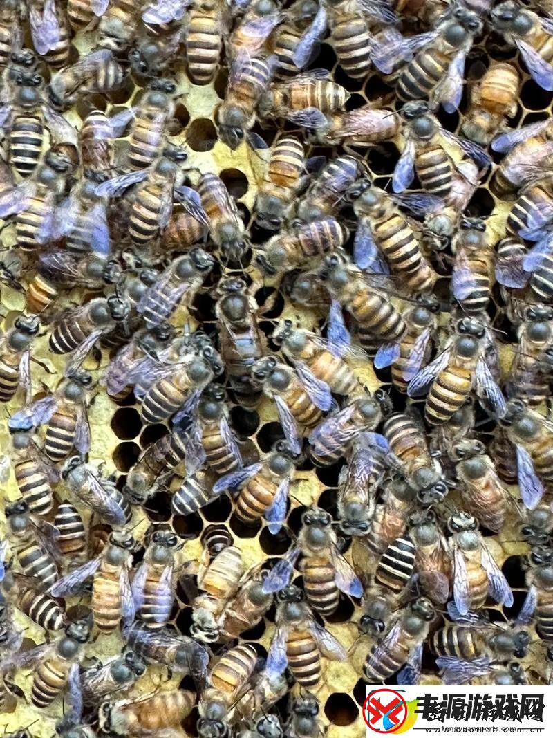 色蜂视频-友:你真的不能错过的新选择!