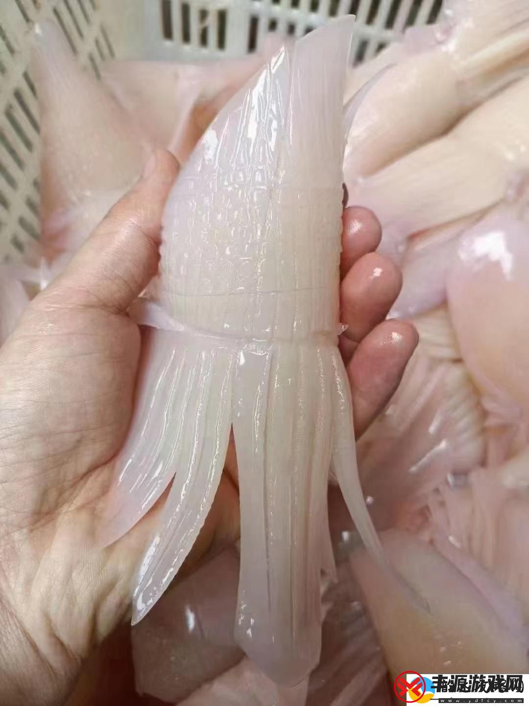 科技潮玩鱿鱼b21777:惊喜之路上的诙谐狂想