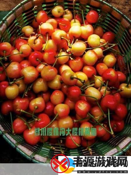 黄蜜大樱桃跟红蜜的区别