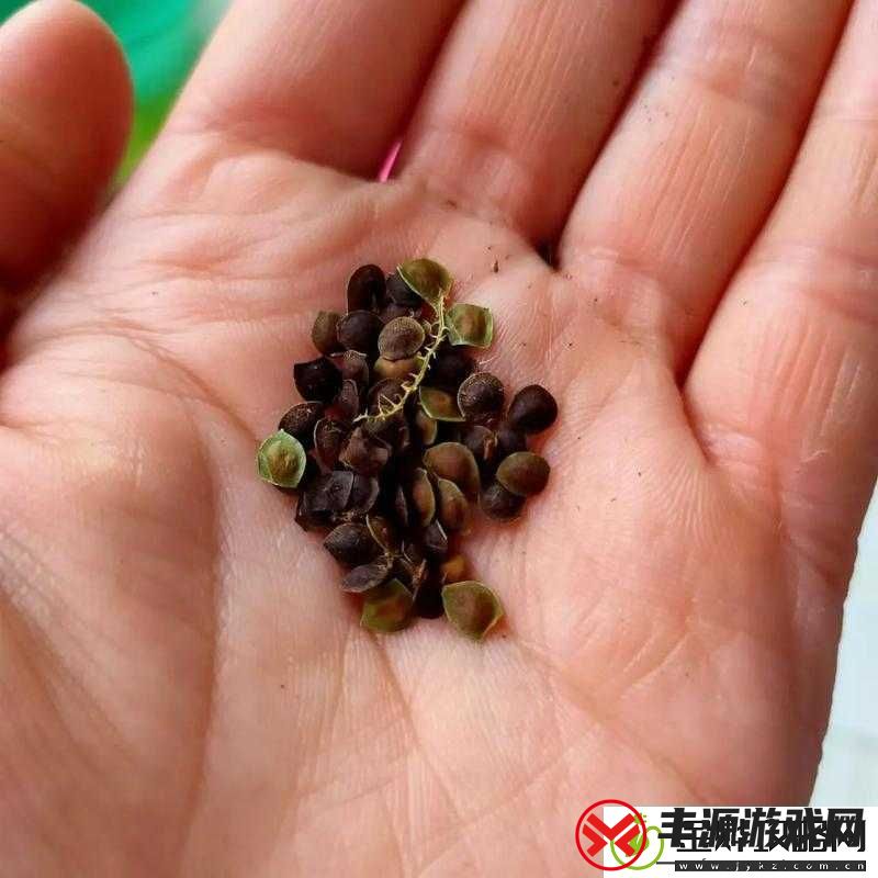 18-款夜晚禁用含羞草:背后原因大揭秘