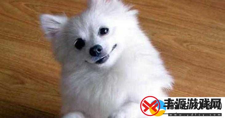 日本-mindup-狗与普通版对比:差异究竟在哪里