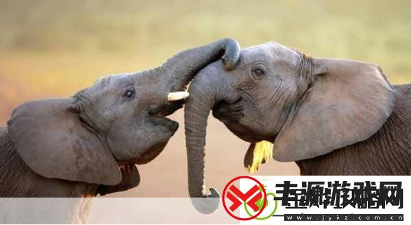 满18点此安全转入2023大象1."勇闯18岁:2023大象拓展新篇章