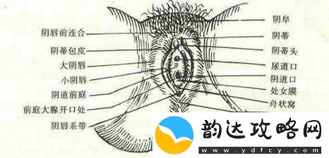 屄沟——人体私密部位的奇妙构造