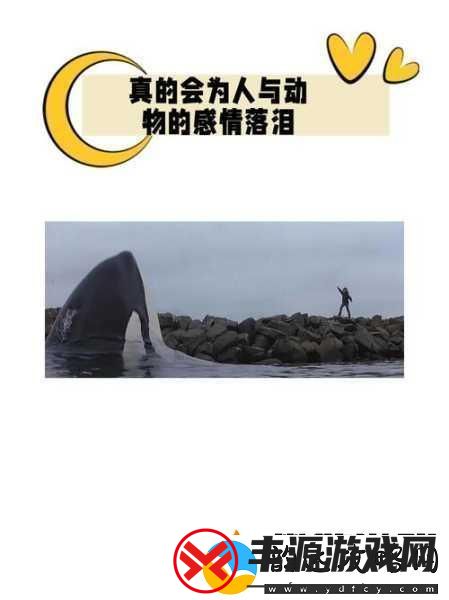 人和物动物交互在钱中的作用-1.-人与动物:情感连接在经济中的价值