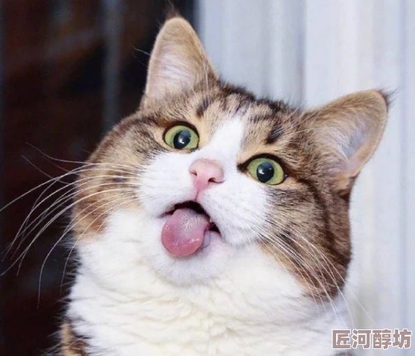猫咪www最新地域网名怎么取