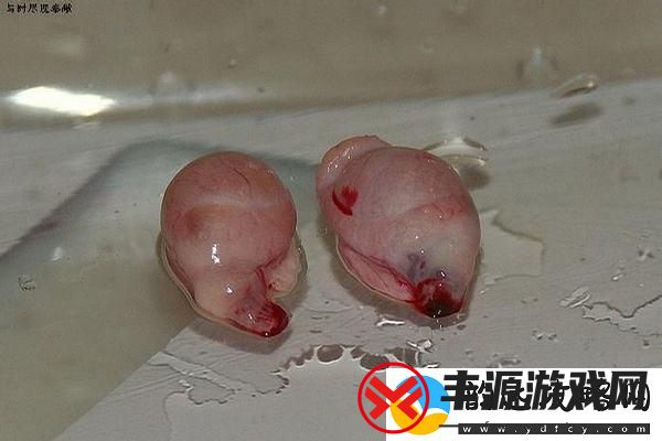 “GB四爱串珠排出来”:笑谈科技圈的独特“萌宠”