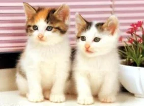 猫咪www最新地域网名怎么取:分享2023年最受欢迎的猫咪主题网名-助你轻松找到个性化选择!