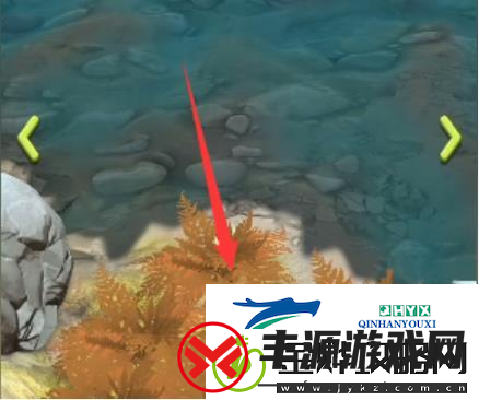 夺笋高手巨型阿魏在哪里