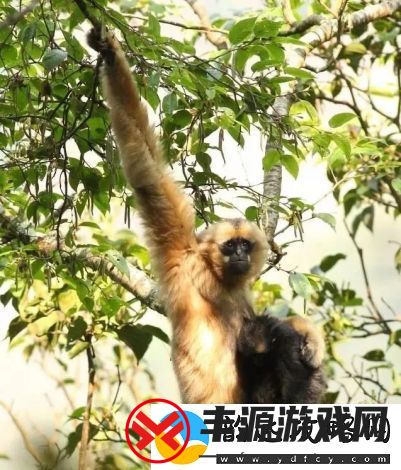 瘦猴探花