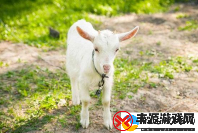 探究青少年心理变化-以男生咬小兔兔为案例-分析成长过程中的动物恐惧与同情心的矛盾冲突